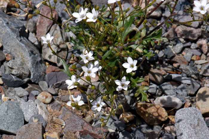 Gilia stellata, Star Gila